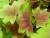 feuilles de geranium