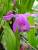 bletilla striata (orchidee de jardin)