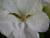 geranium blanc