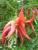 clianthus puniceus red kakatoo