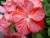geranium fleurs panachées