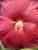 hibiscus moscheutos ( hibliscus des marais)
