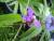 bletilla (orchidée de jardin)