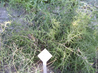 plant d'asperge (asparagus)