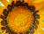 gazania