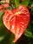 anthurium rouge