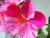 geranium a fleurs panachées