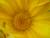 gazania