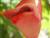 laurier rose