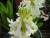 jacinthe blanche