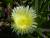 carpobrotus jaune