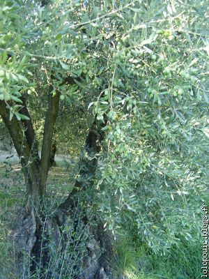 l'olivier !! l'arbre plein d'histoires