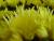 chrysantheme