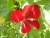geranium lierre double en octobre