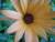 osteospermum