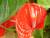 anthurium rouge