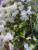 bougainvillee panaché blanc