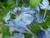 plumbago