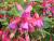 fuschias