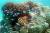 fonds marins des tuamotu