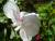geranium lierre double blanc